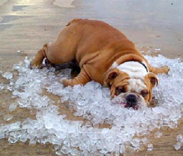 A dog in ice